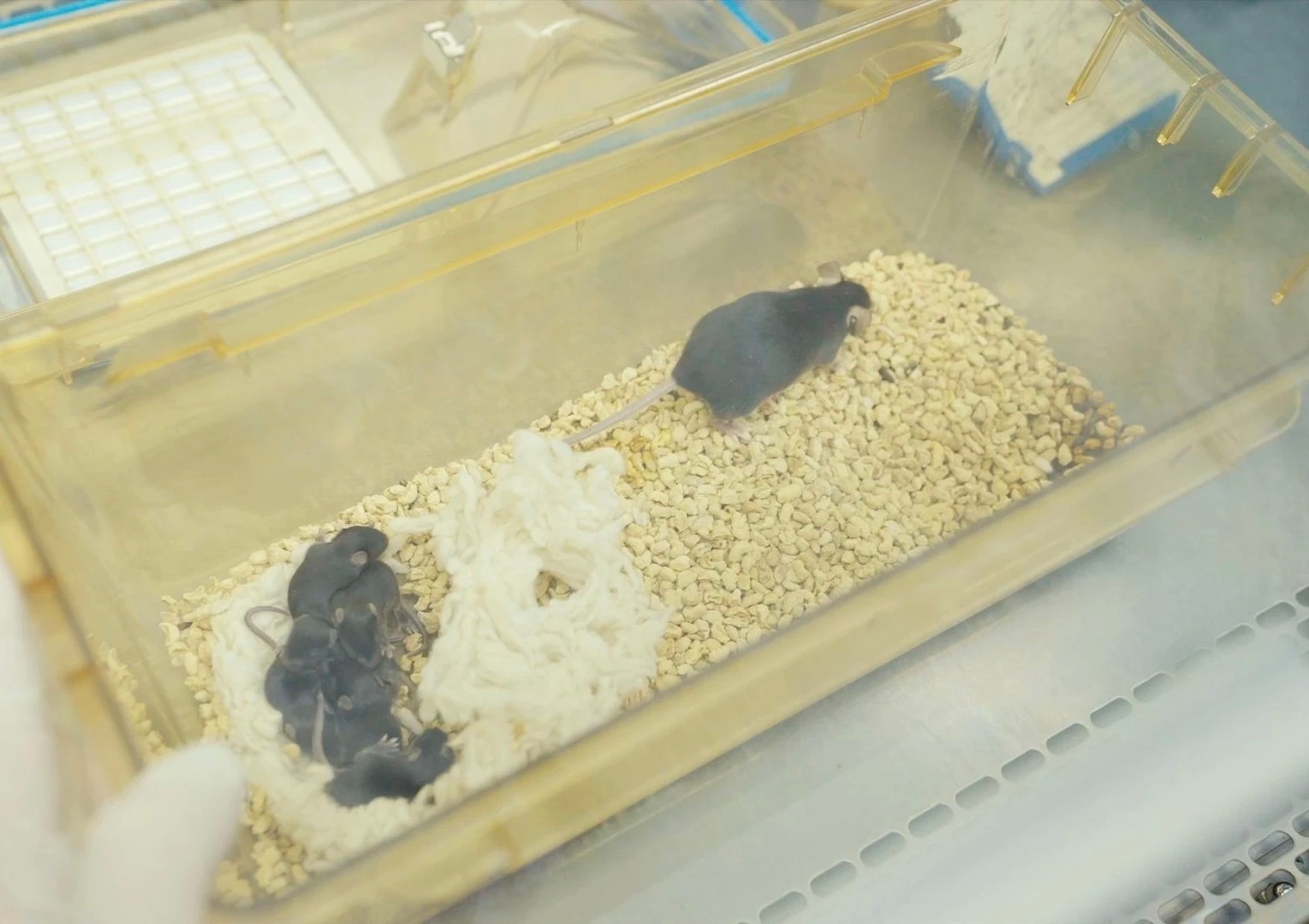 上过空间站的“太空小鼠鼠”返回地面后，生育的后代— —中科院空间应用中心介绍；对