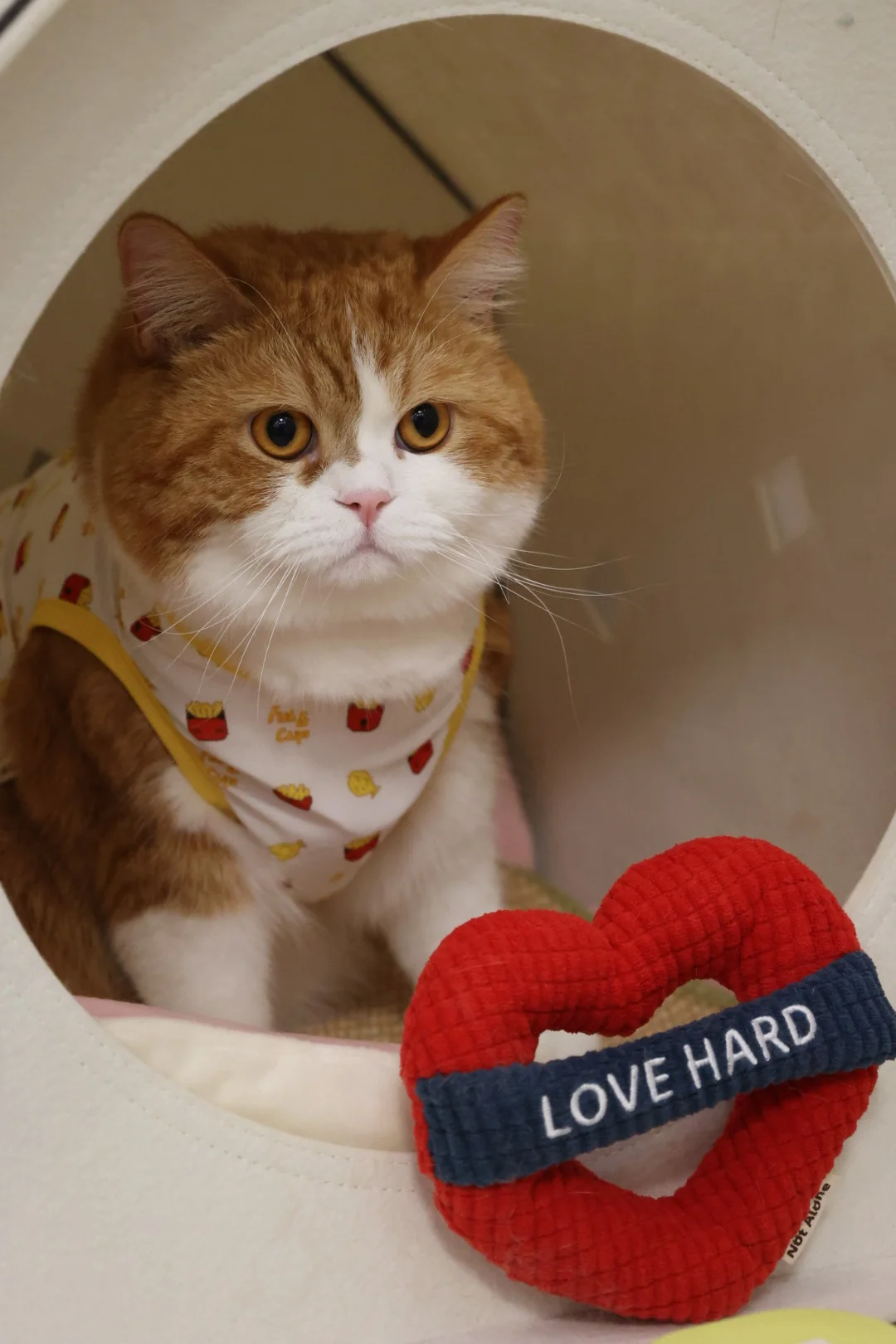 后悔没给他起名叫薯条🍟