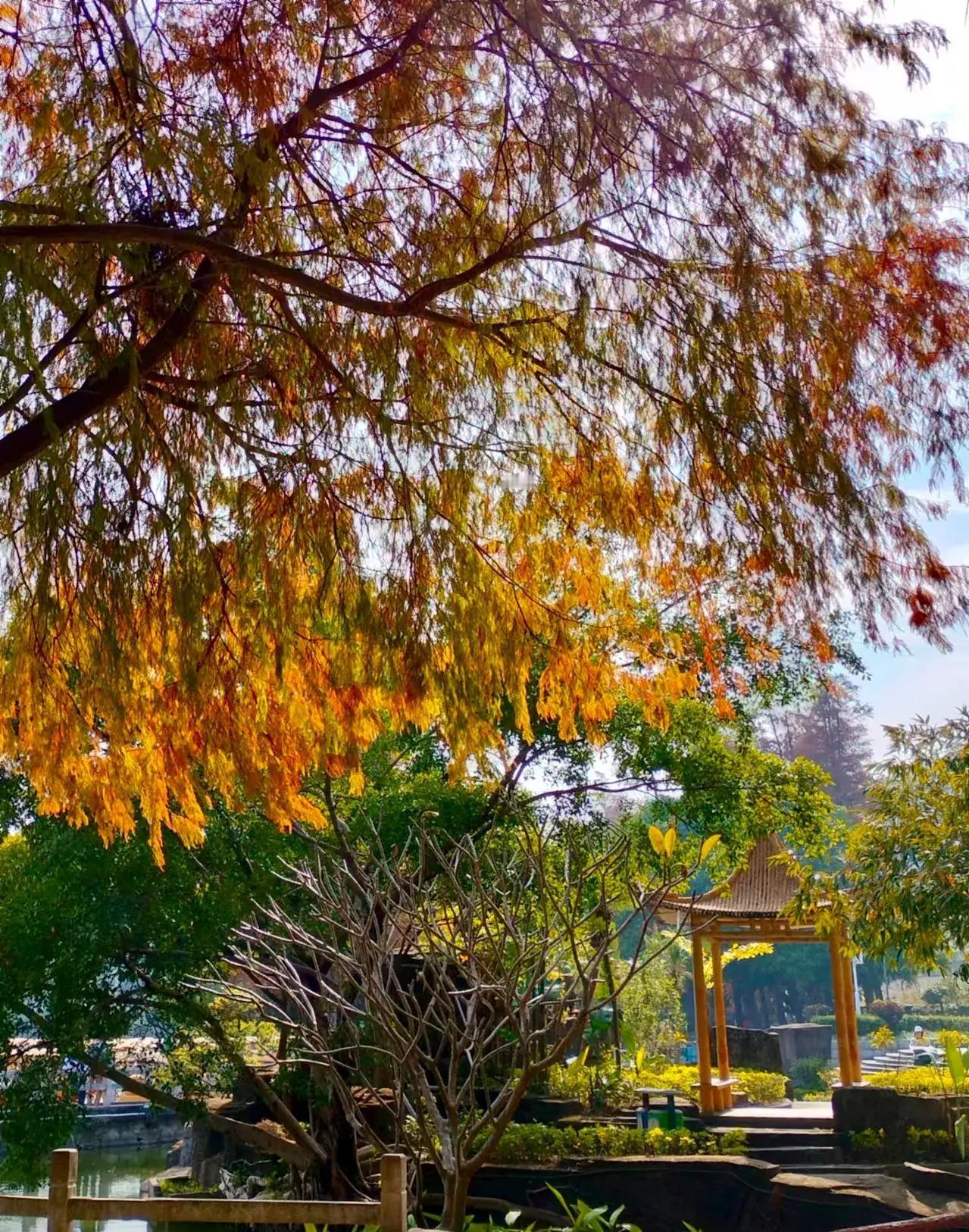 可以分享一张秋景树叶的照片吗