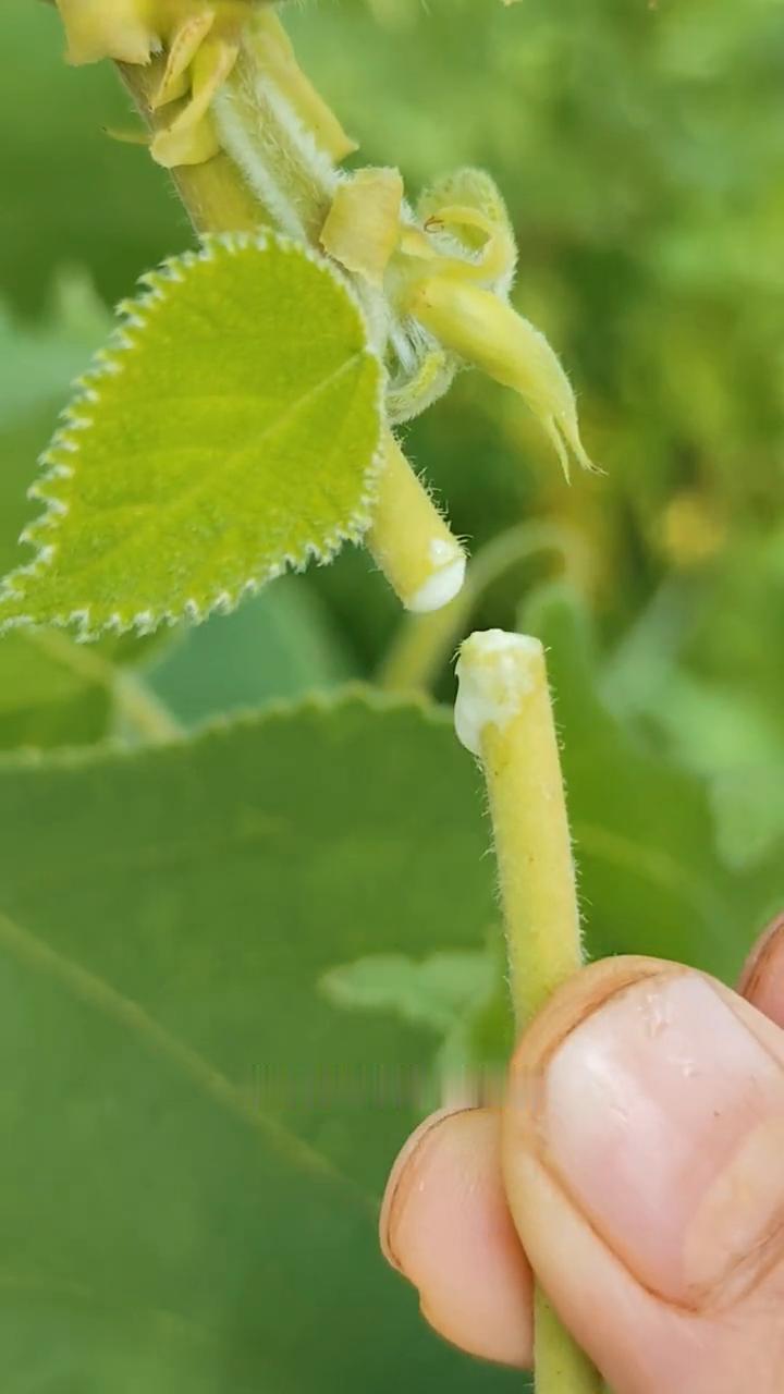 我是万万没想到，世界上的第一张纸竟是来源于这种有白色汁液的植物，它就是构树，也叫