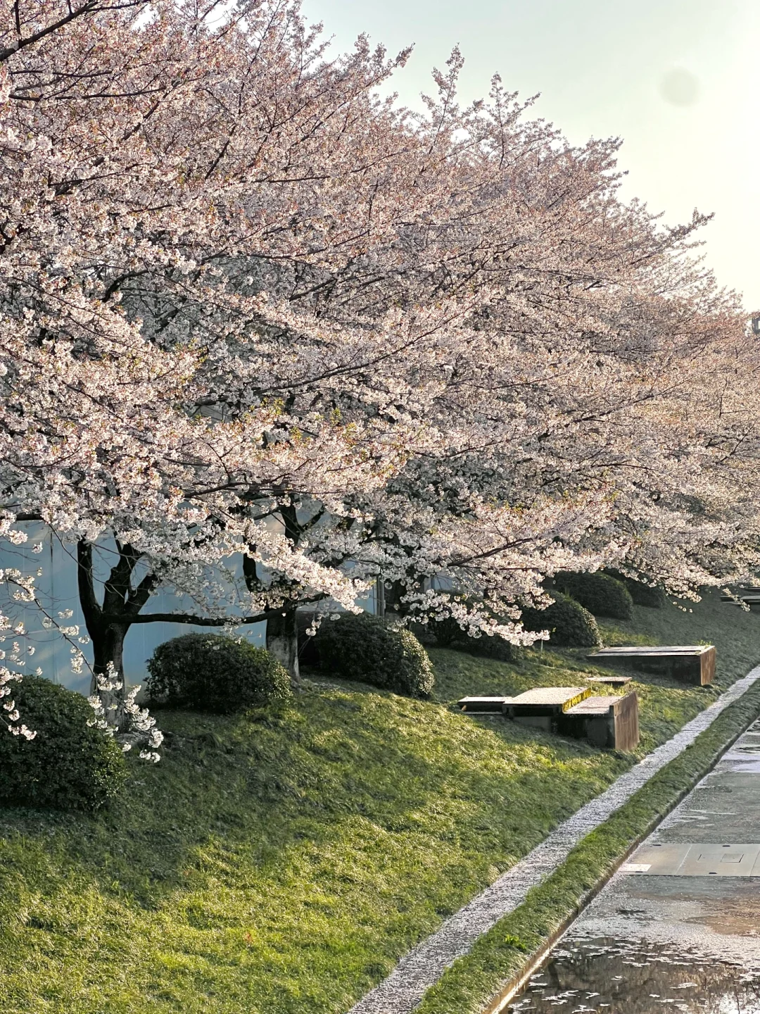 接下来的三月，杭州樱花季是这样的📍附地址