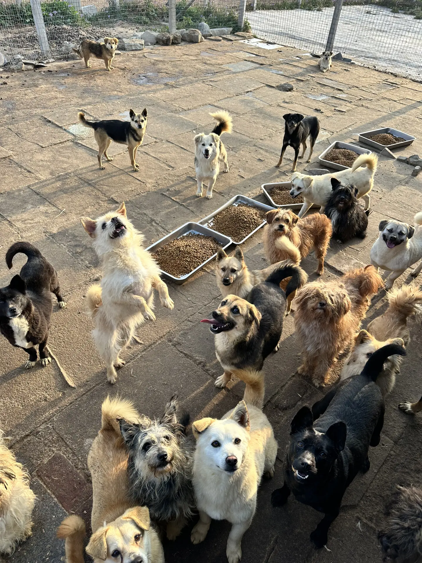 团购已经开启，下单发送核销码即可帮助。救它们有什么错，受尽了嘲笑