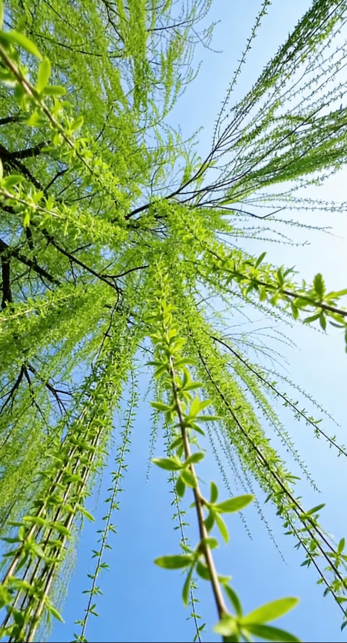 旅行随手拍旅途中偶遇河畔垂柳，柳丝轻垂如绿帘，随风摇曳，姿态曼妙。自然景致清新动