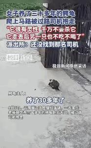 太遗憾了！云南丽江，一女子养了30年的乌龟突然不见了，女子找遍了家里的每个角落也