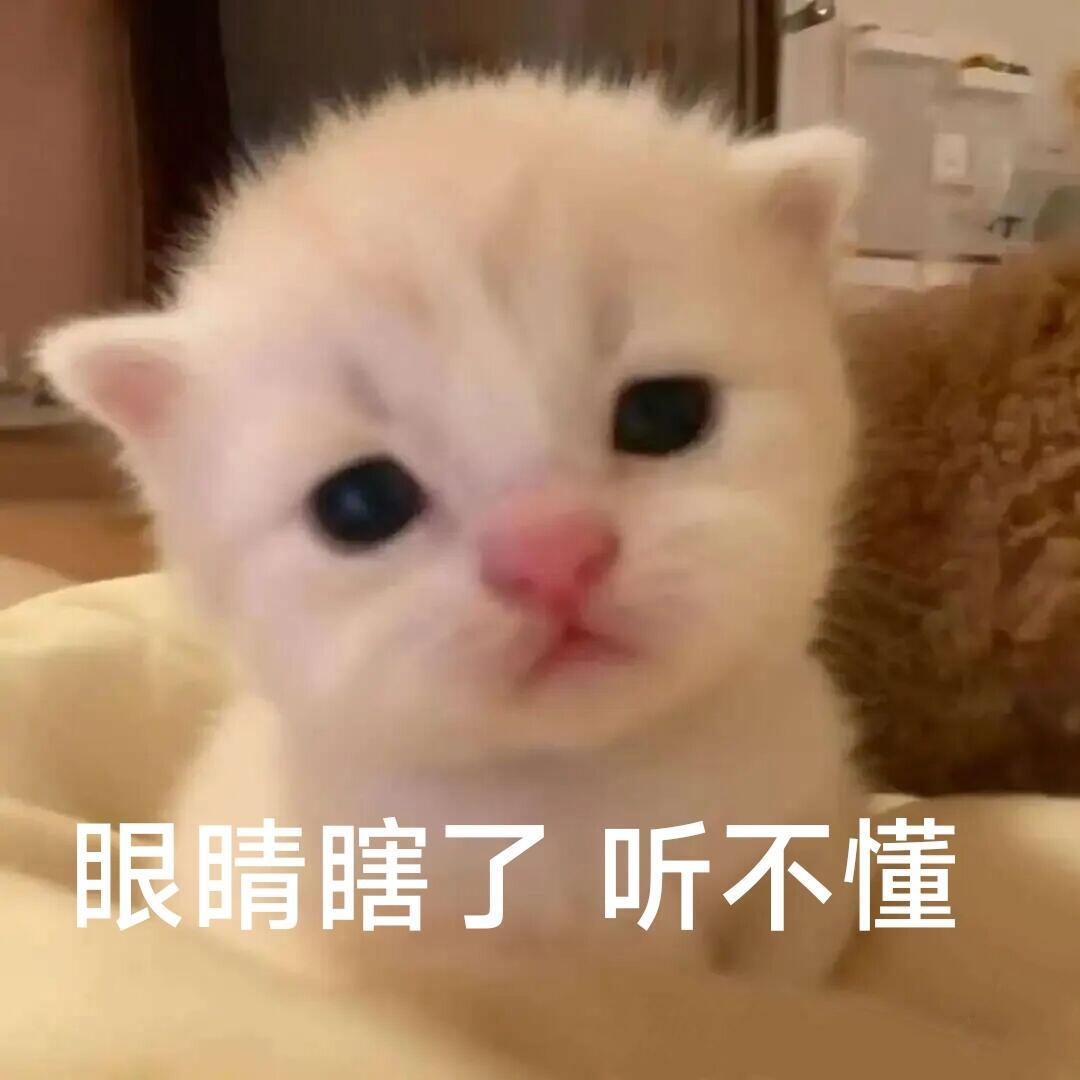 低脂小猫表情包 