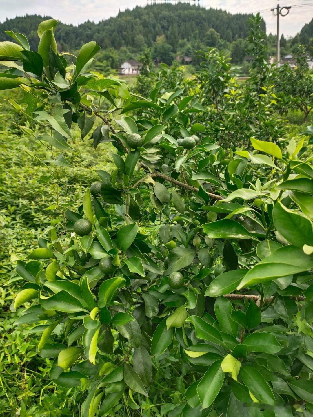 柑橘保果期虫害防治技术要点

1. 重点防治对象：蓟马、蚜虫、木虱、红蜘蛛

2