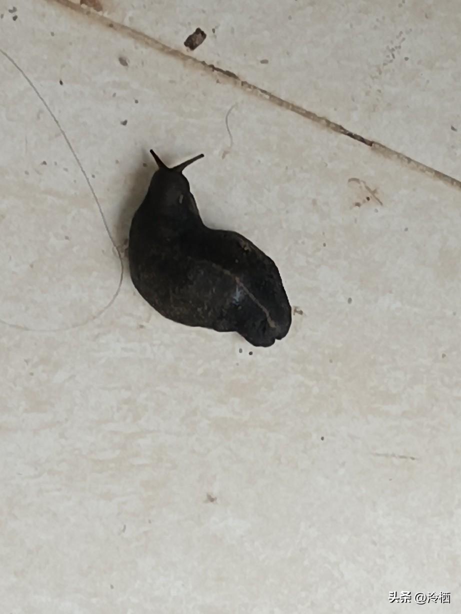 我今天是跟各种虫子杠上了
 
前几天狂风暴雨，今儿个太阳总算露脸了。
 
之前在