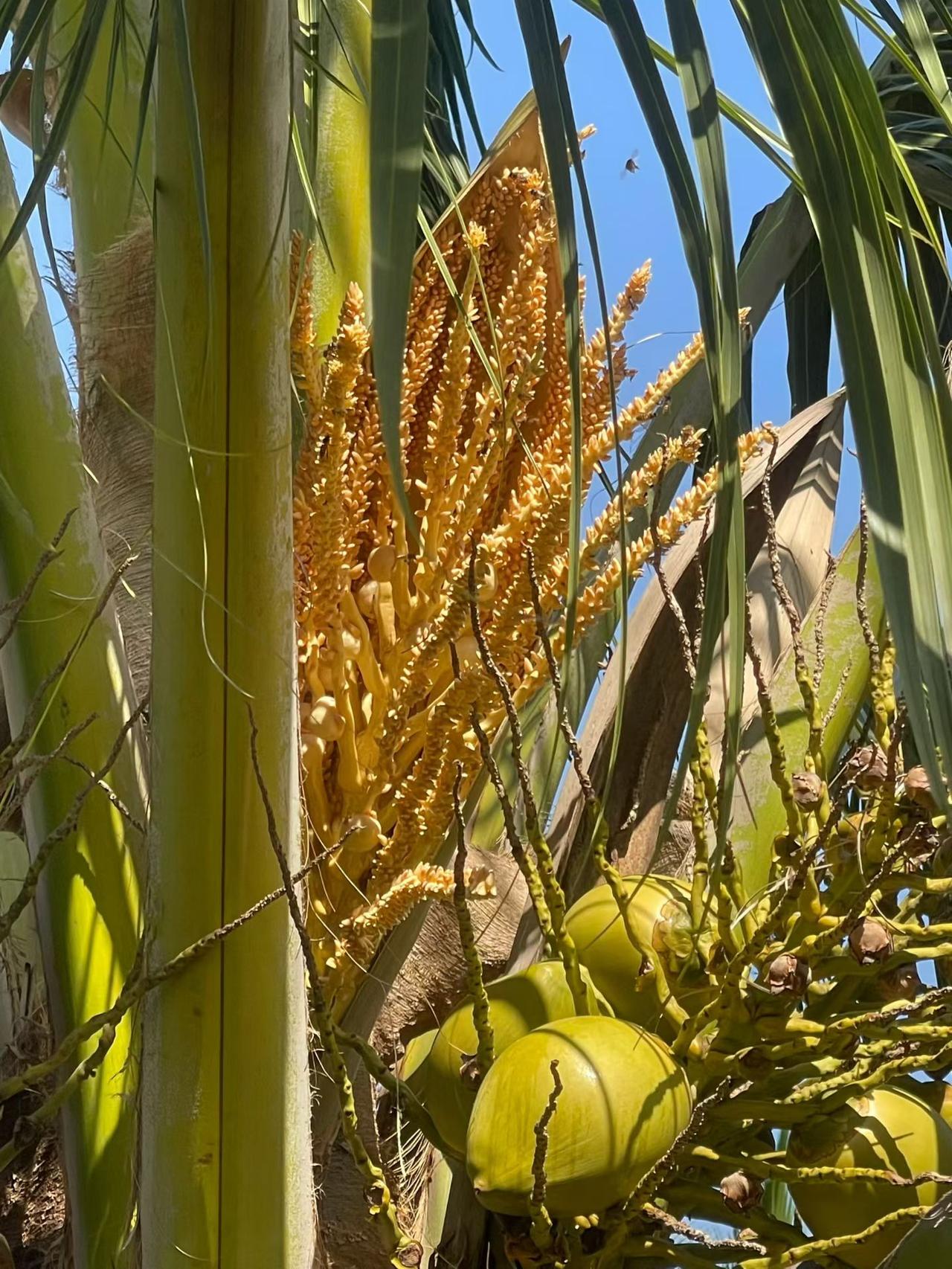 晒图笔记大赛海南很南