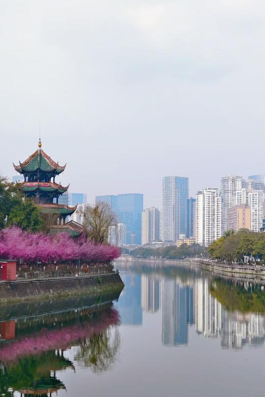 望江楼公园|成都市区顶流梅花已入盛放期