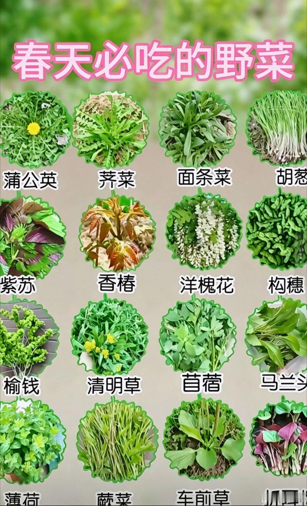 春天必吃18种野菜！吃过6种就厉害了😇 