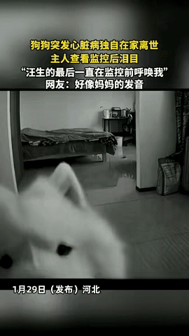 泪目了！河北，一女子的狗狗独自在家突发心脏病离世，结果，女子在查看监控后瞬间泪目