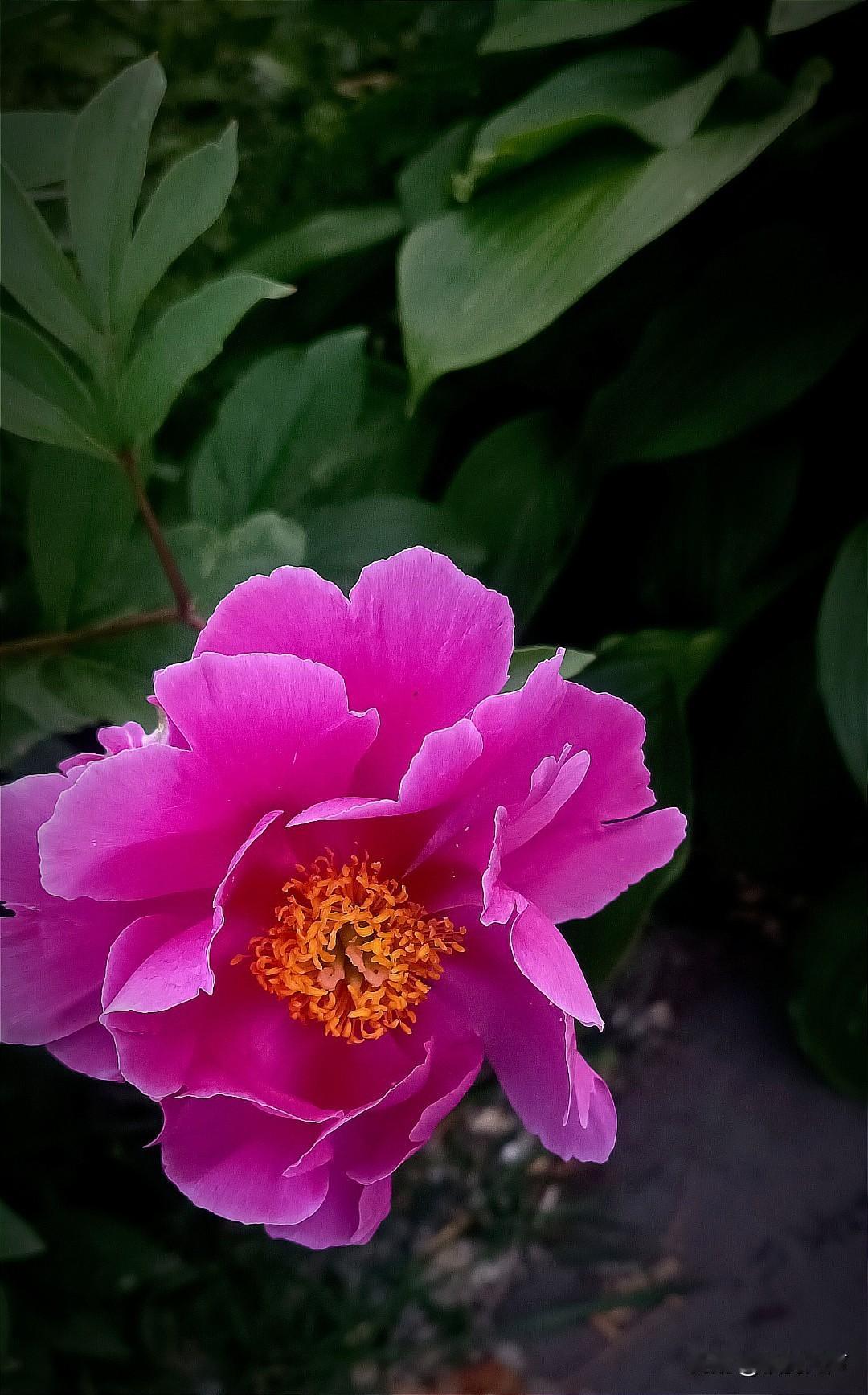 我们长春有个牡丹园，曾经是吉林大学的一个校园。疫情之后变成了专门的社区公园。
园