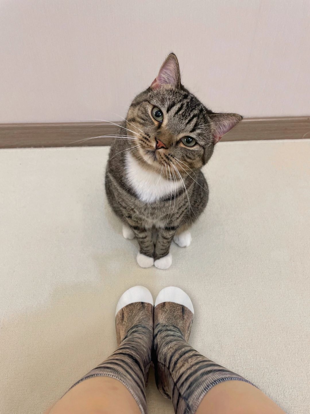 小猫咪你确实是我亲生的！！