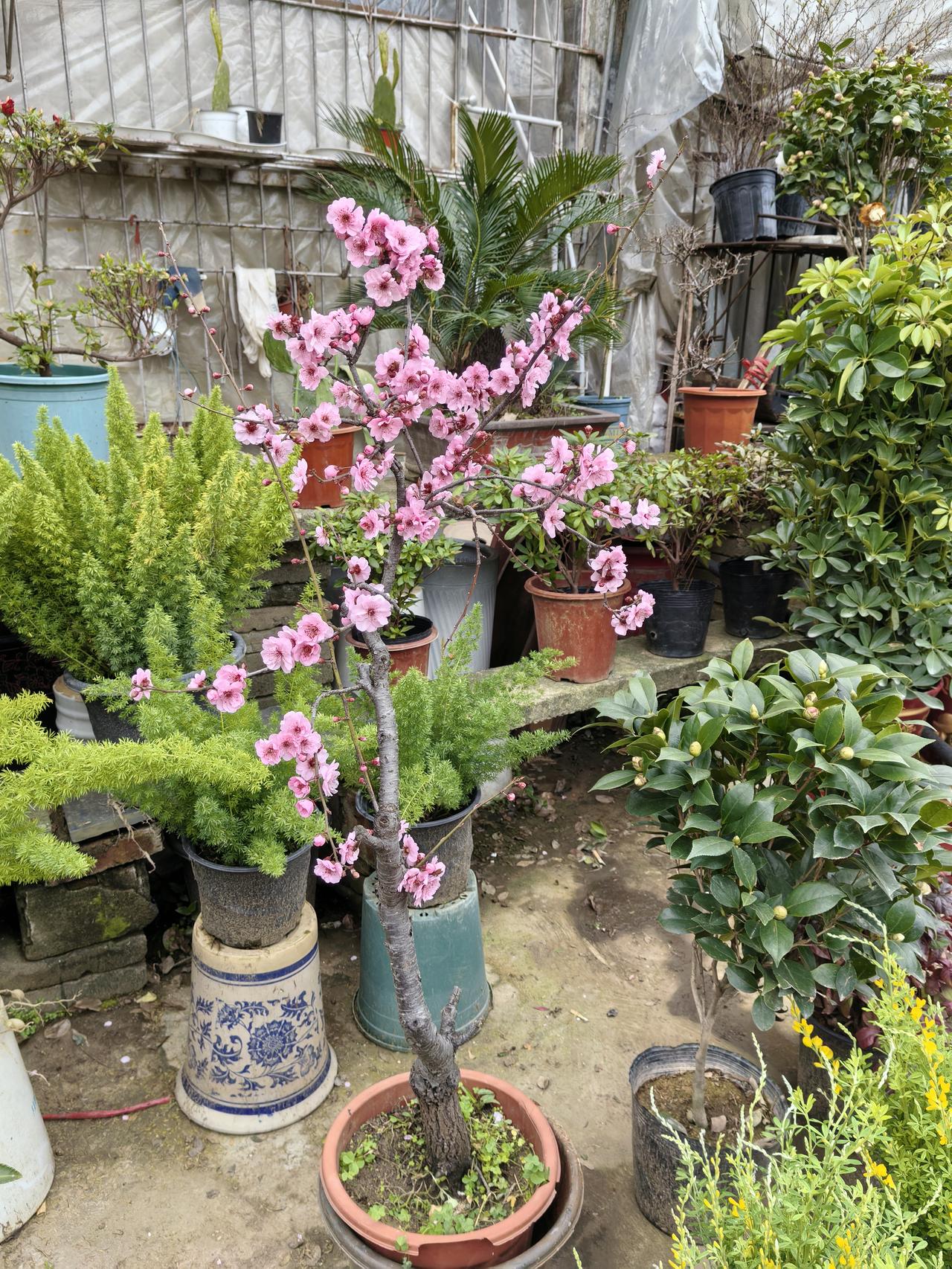 记录我的2026 2026年，黄石花市简直是花卉爱好者的天堂。像万达广场负一楼佳