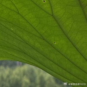 愿你放下执着，放下不甘心，从今以后，只负责精彩自己的人生。往事不回头，未来不将就
