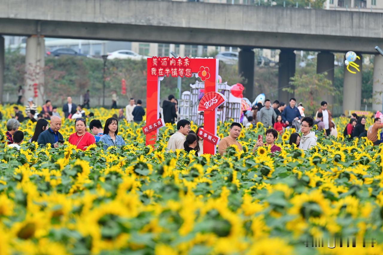 “横沥村头村”已经成为东莞一个热门“景点”
定位：横沥村头村或村头村葵园
近几年