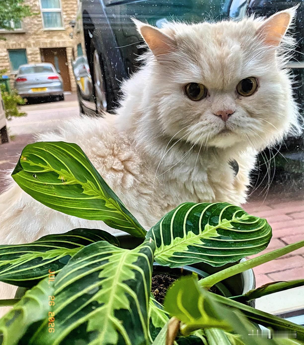 凝视
我家的kitty十多岁啦
