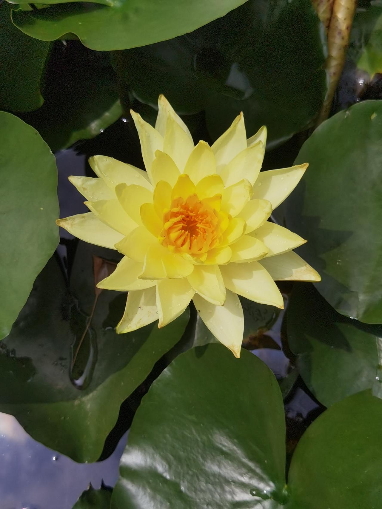 绍兴塔山睡莲