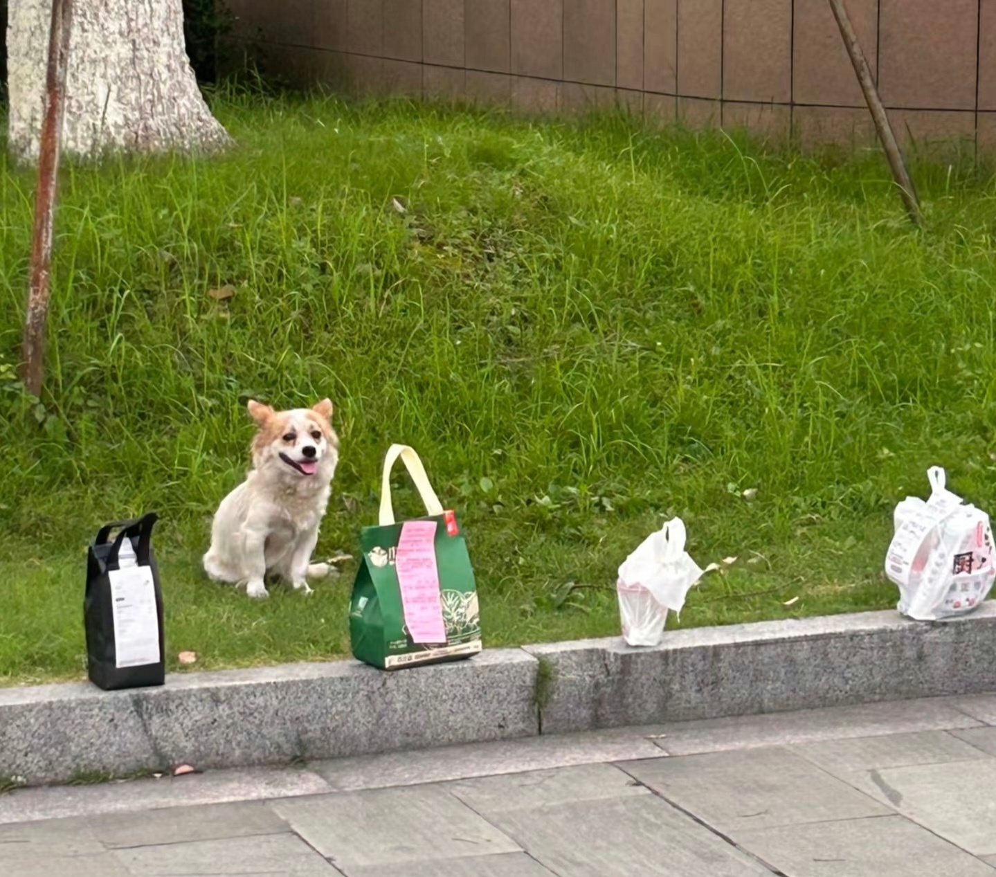 大学里的小狗外卖保安 ​​​