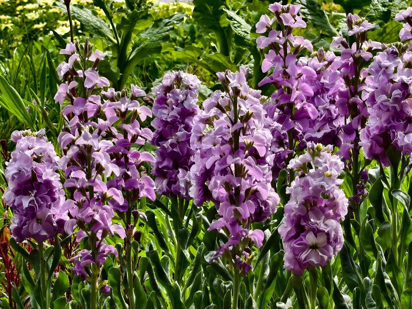 iqoo 带着iQOO15 ultra去踏春公园的花花开的都好好看。一路拍拍拍，