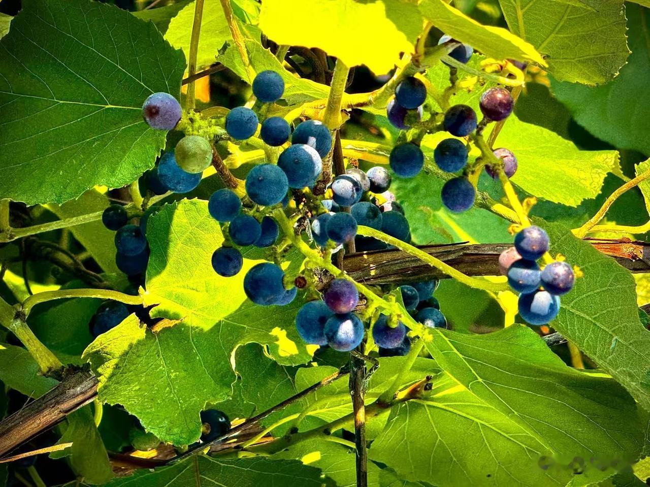 山葡萄辞
      （原创）


在乱石与荆棘的缝隙里
山葡萄攀援而上
一条条