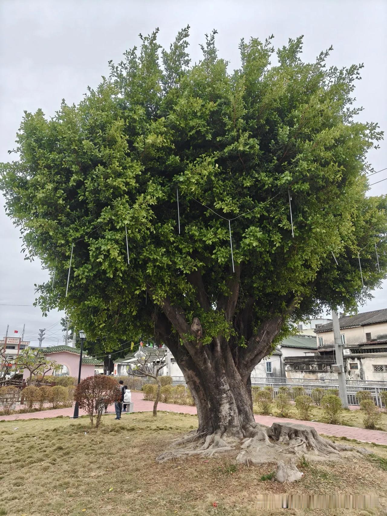 分享一张随手拍很好看的照片