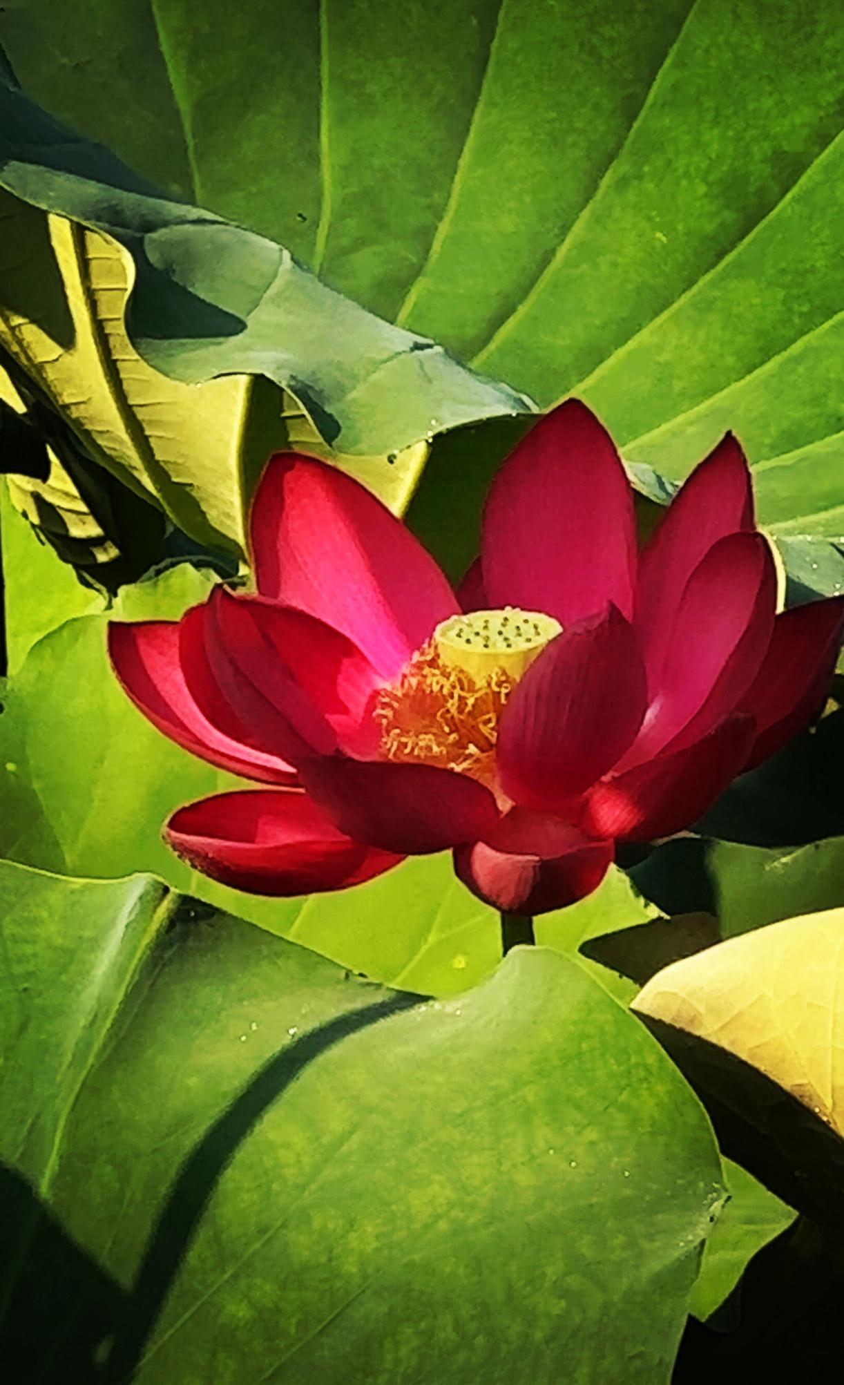 分享你手机拍摄的花朵随手拍～