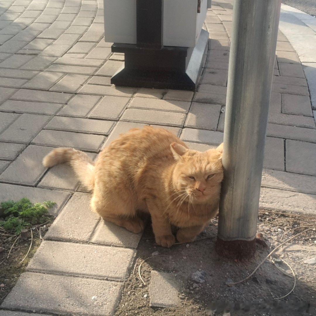 49870【丑猫】鬼迷日眼的hhh 