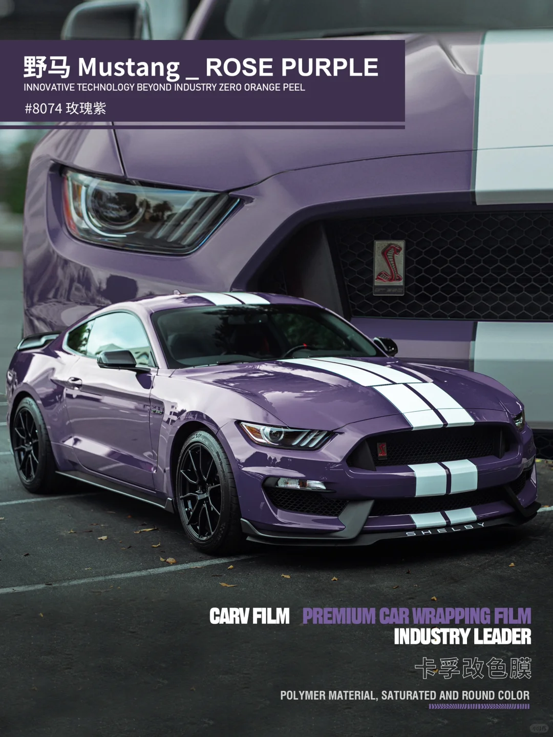 Shelby GT500💜感受肌肉的妩媚感💪