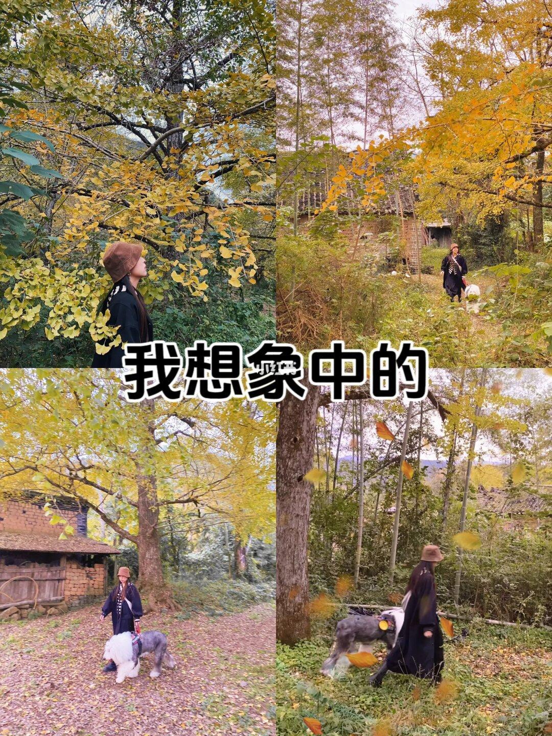 广西真的不配拥有秋天🍂吗？