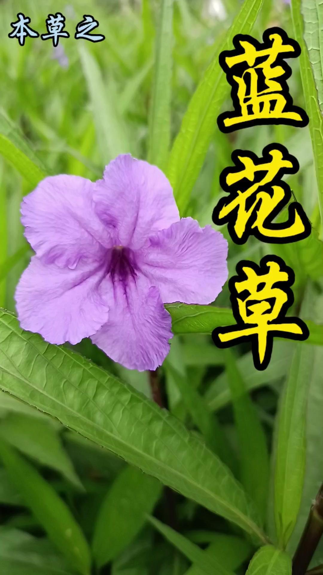 💐谁能拒绝春日限定蓝花草？花朵清晨绽放，午后凋谢，却从春到秋日日有新花，这就是
