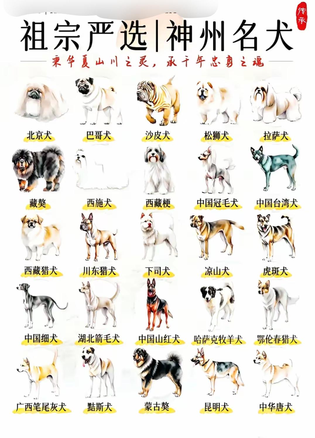 我对五黑犬略有研究。我养过的那只，除腹部带点白色，浑身黑得发亮。民间有“家养五黑