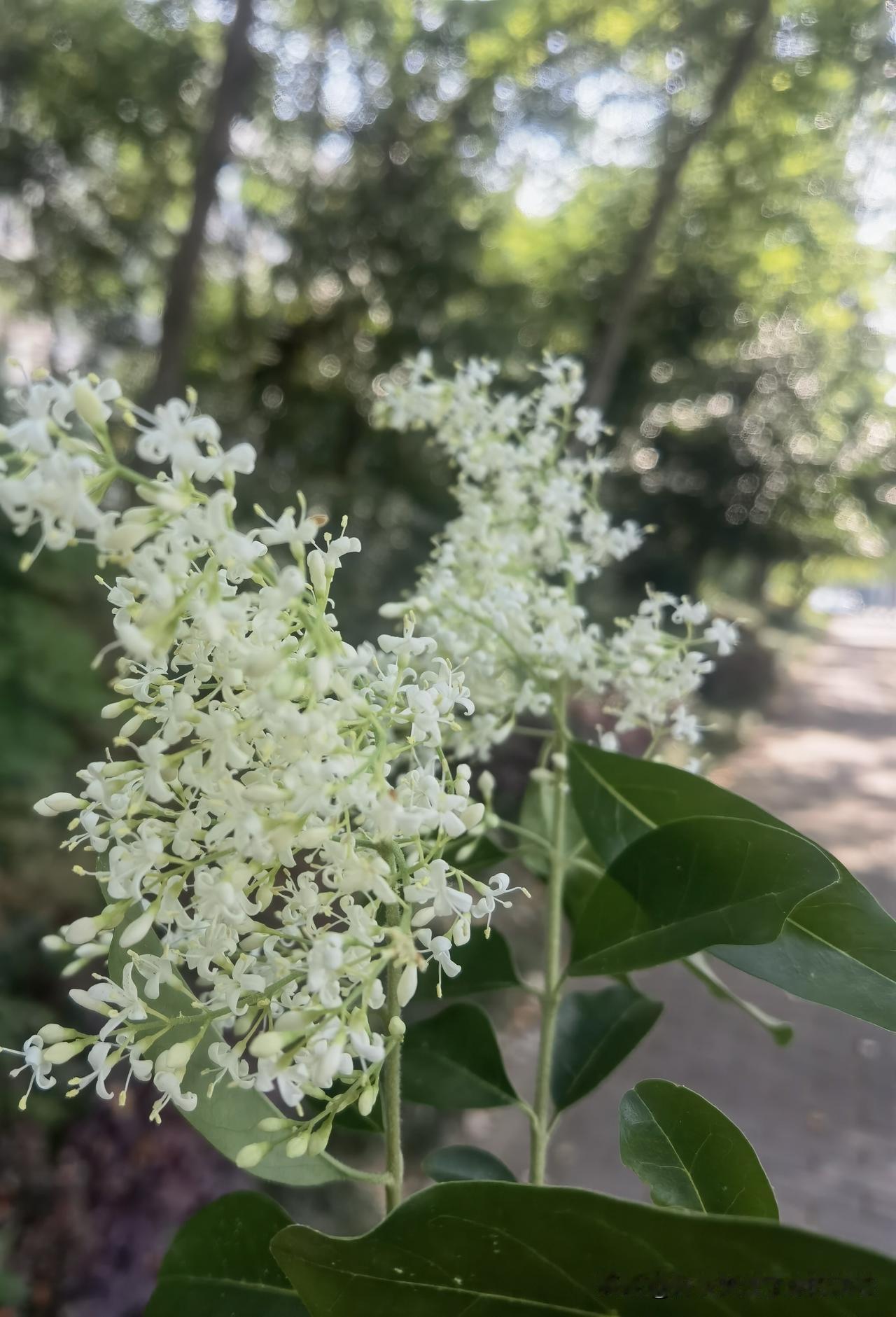 这个是什么花？

香味扑鼻，且是淡淡的清香！
花开茂密，白色重叠！