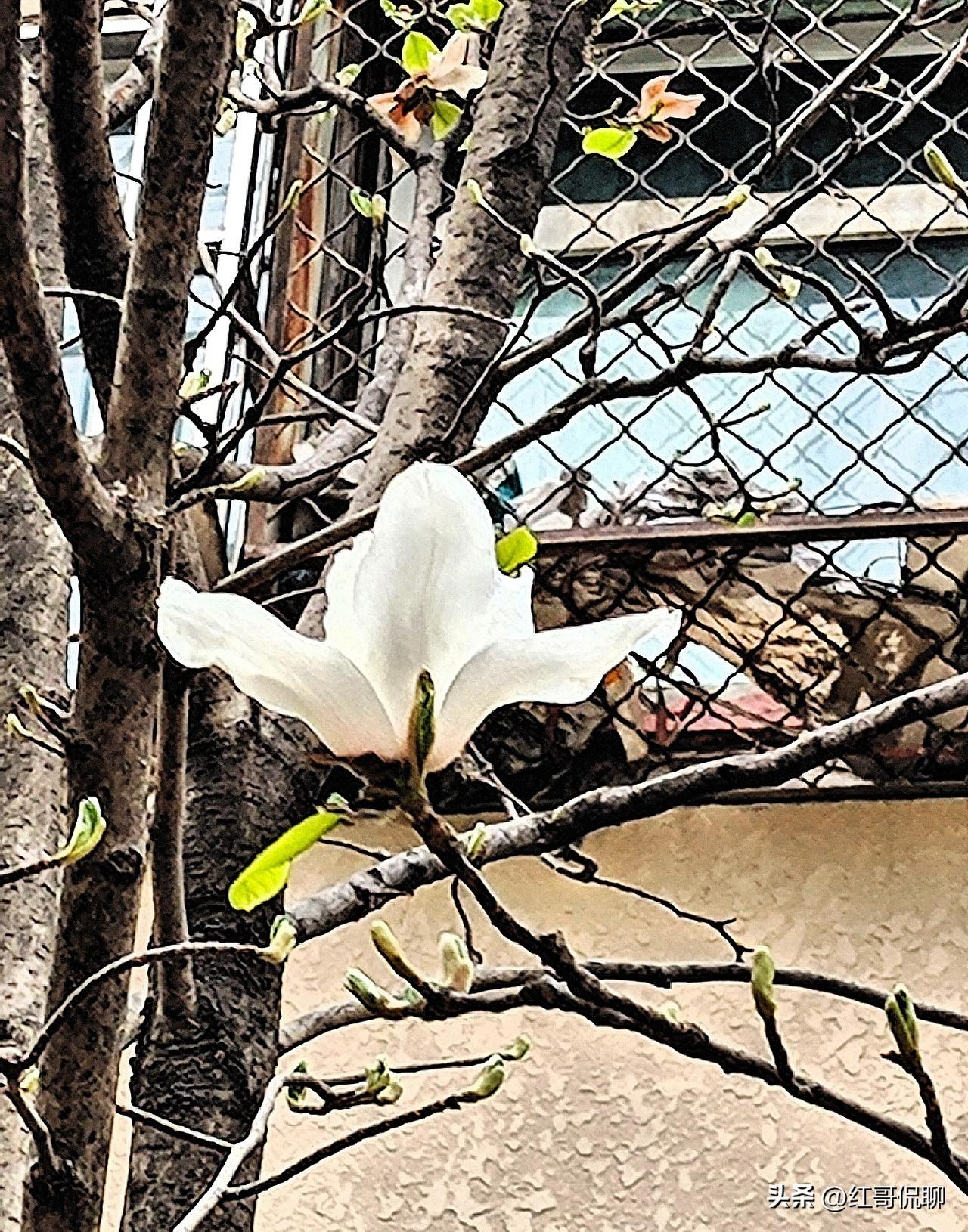 唐杜牧《清明》在清明时节常被引读，了解一下这首诗的背景资料：
一、作者与时代背景