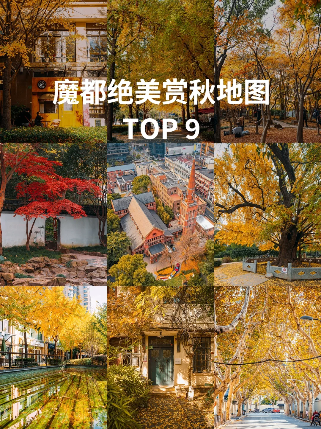 接下来的上海是这样的，错过又要等一年！