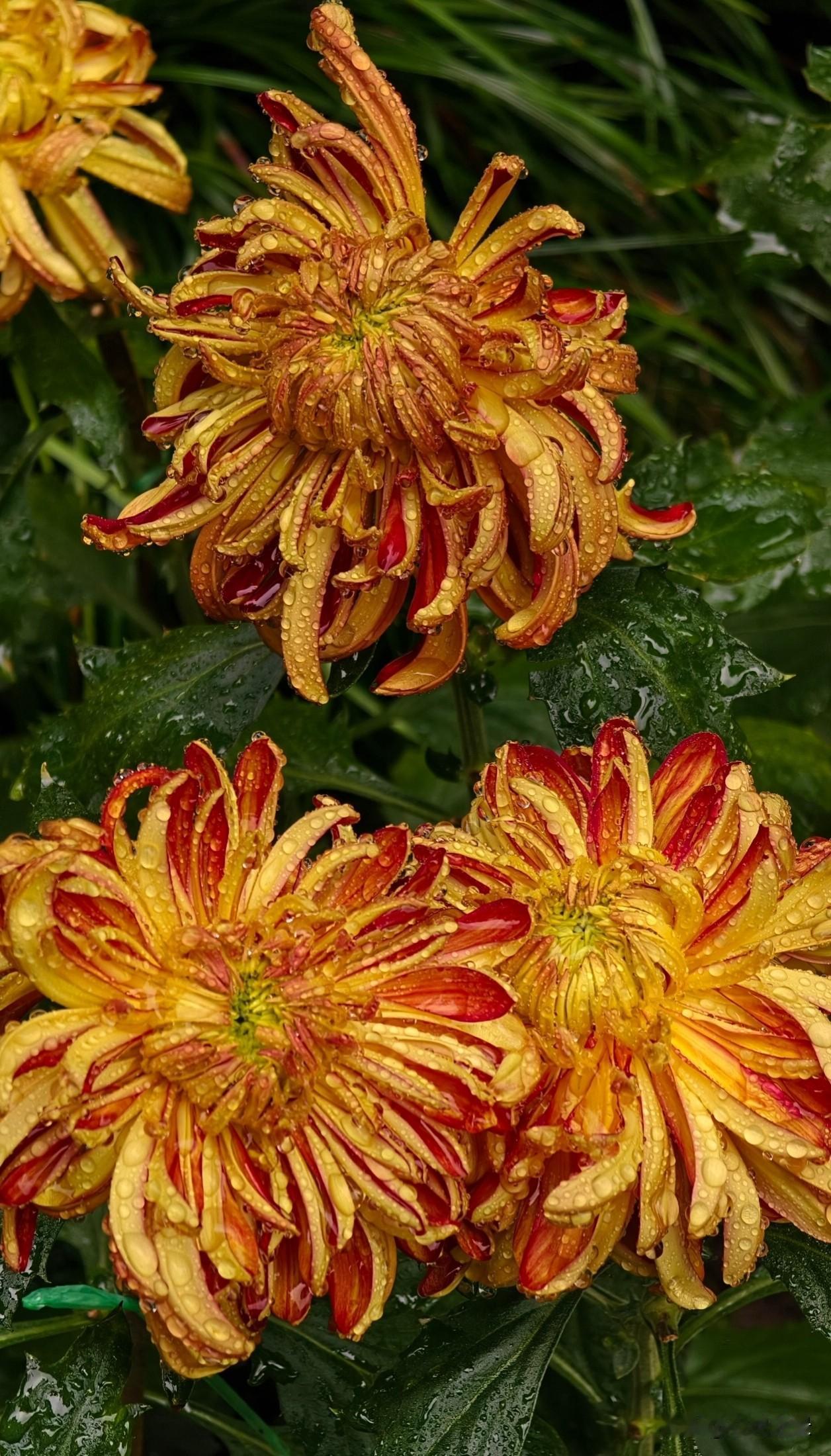 经雨水浸润的红黄丝菊，卷曲花瓣缀满透亮水珠，在翠绿枝叶间舒展独有的浓烈风骨。春夏