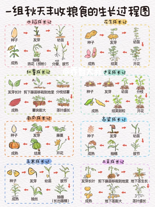 一组秋天丰收粮食的生长过程图，孩子超喜欢