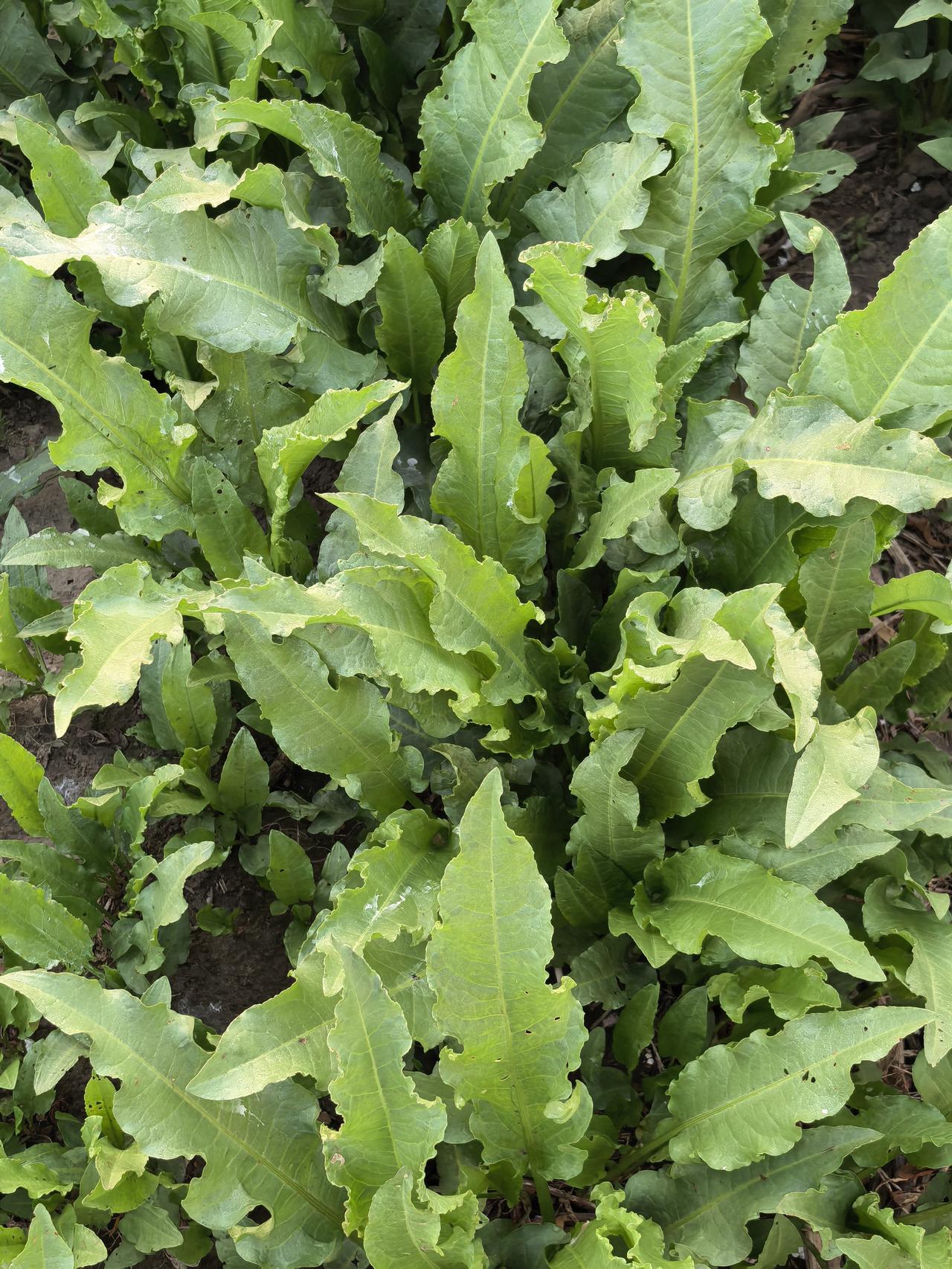 土大黄，还有叫啥名字的？请赐教[作揖][作揖][作揖]