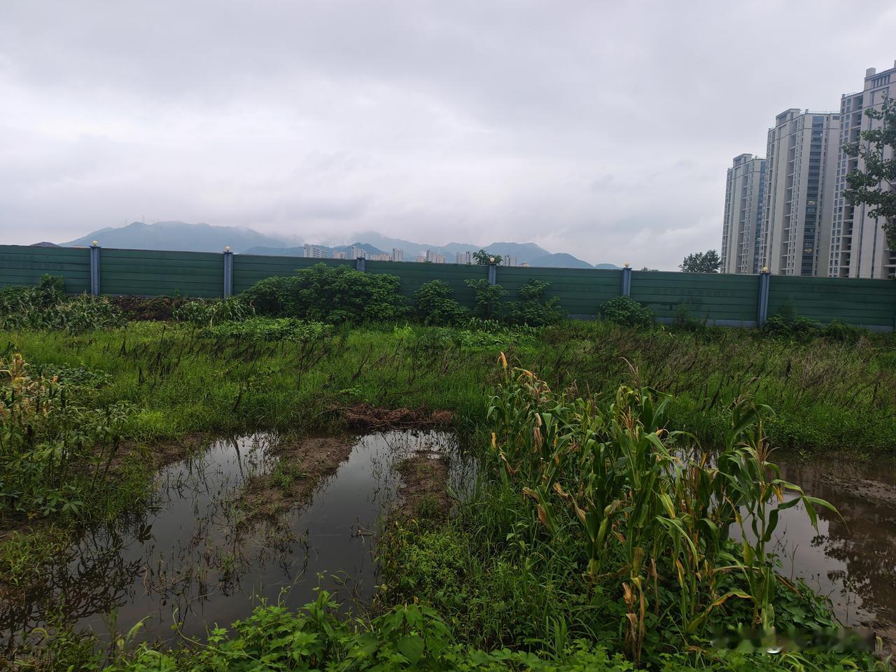 几场大雨下来，我们很多人在那里开荒种菜的地方，因为地势比较低，又没有出口，很多种