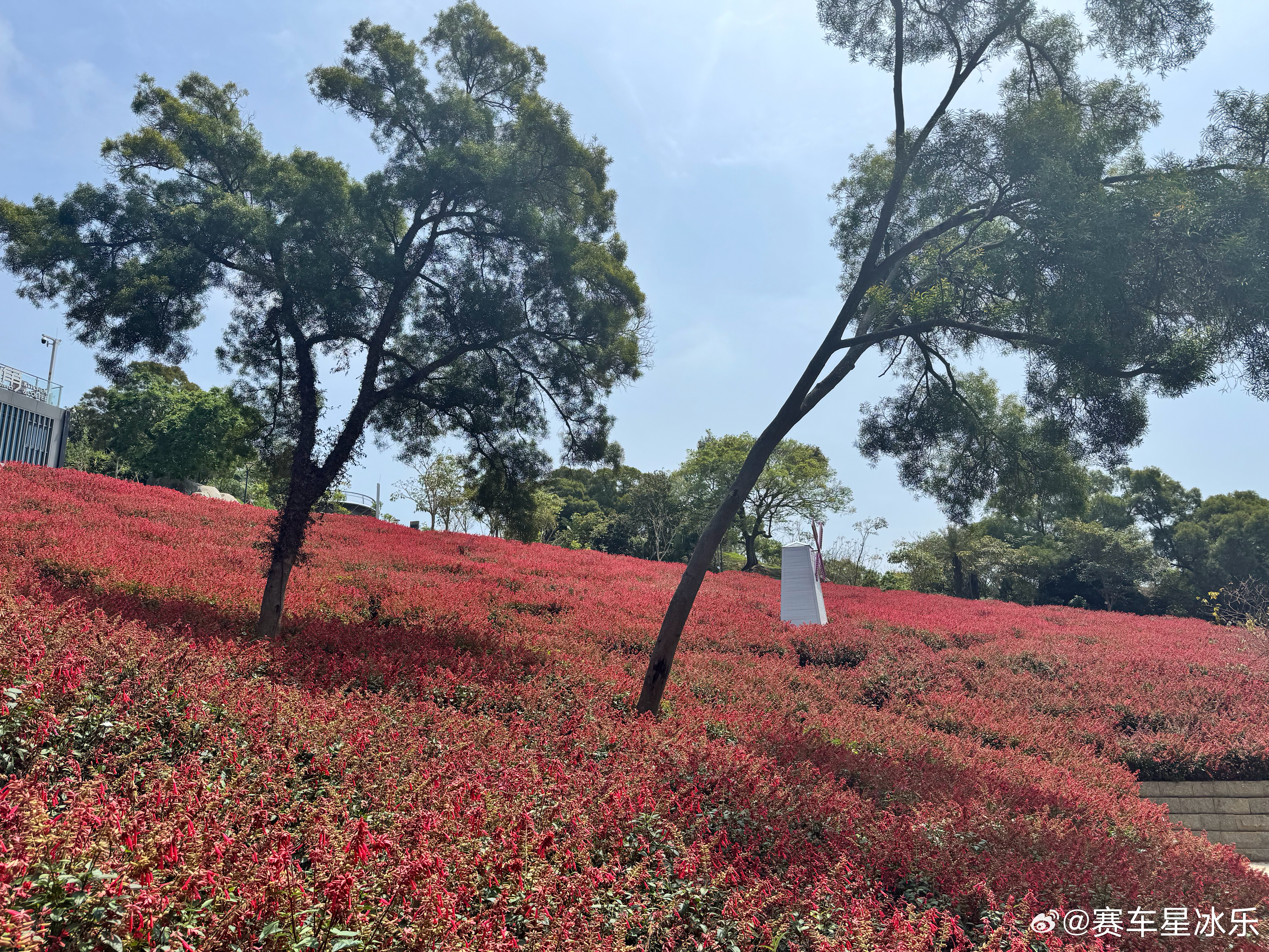 大概是第四次来厦门了，依然有之前没去过但能打动人心的新景色。厦门真是个神仙城市。