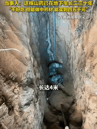 堪比考古现场！云南，一男子挖出一株巨型野山药，根茎长达4米，光重量就达80斤，男