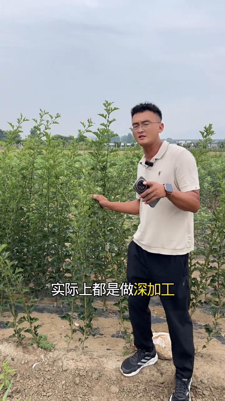 普通的山楂品种，例如大金星、大五愣，实际上都是做深加工用的，口感又酸又涩。大家想