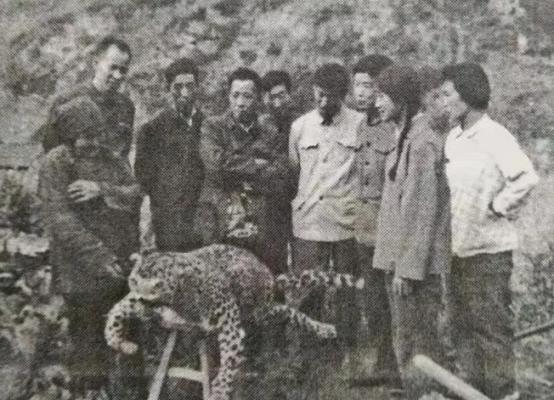 1982年6月5日，67岁的齐德英带着侄媳妇们上山采草药，突然，一个黑影猛地朝她