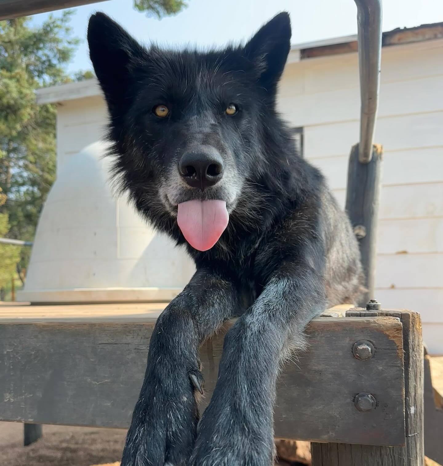 略~  狼   狼犬   犬科动物  ——所属：Colorado Wolf &W