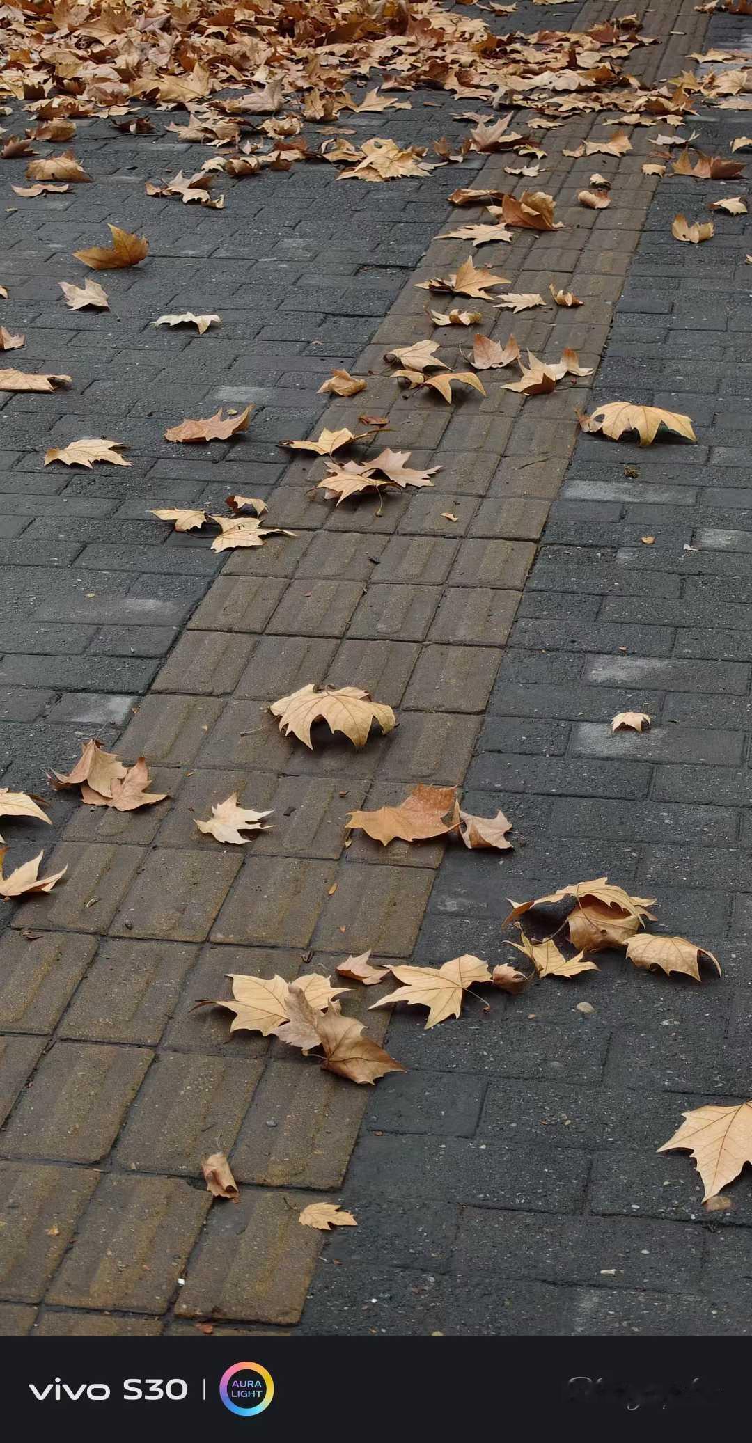 警报声响起，
交警脱帽，行人伫立，
汽车喇叭长鸣，
下车，肃立，直到鸣声消失……