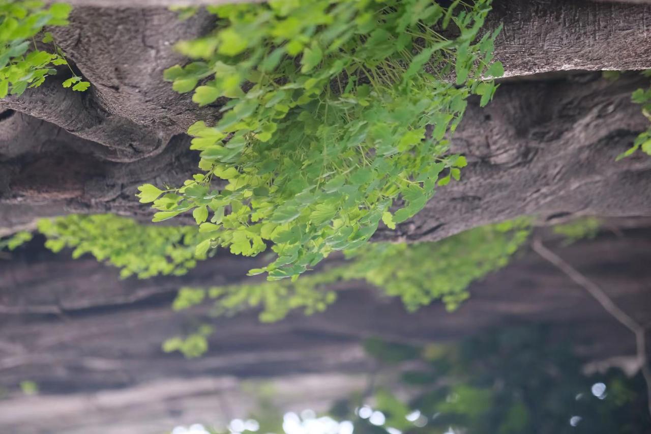 老城门树下长出新芽了