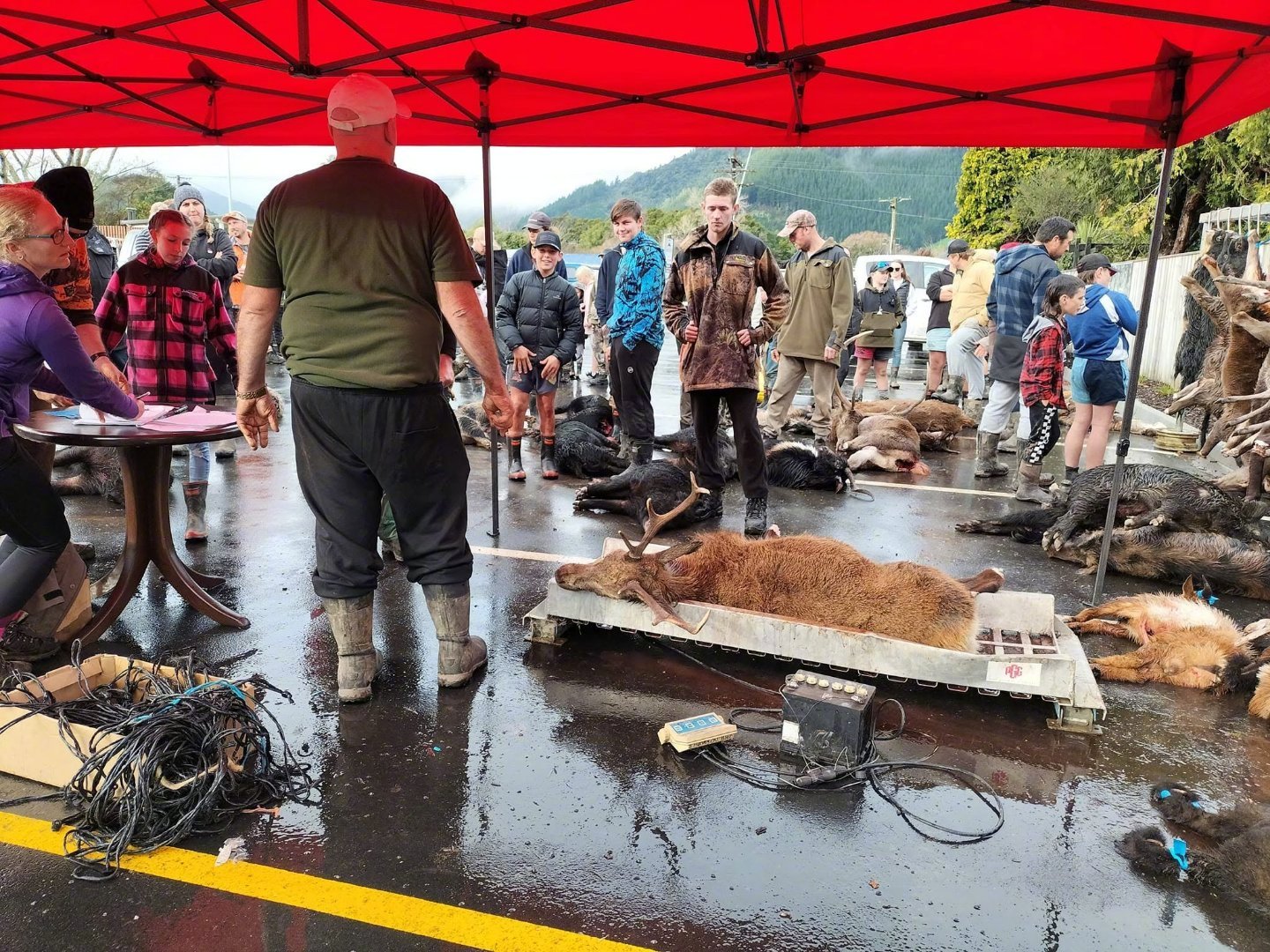 在新西兰的狩猎比赛中，400多只猫和其他动物被杀，这种活动还鼓励儿童参与外媒迷惑