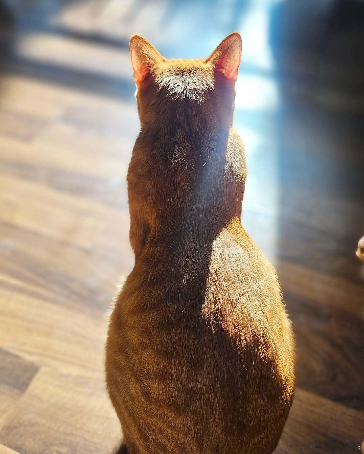 晒猫☀️cr：chu suk1005 