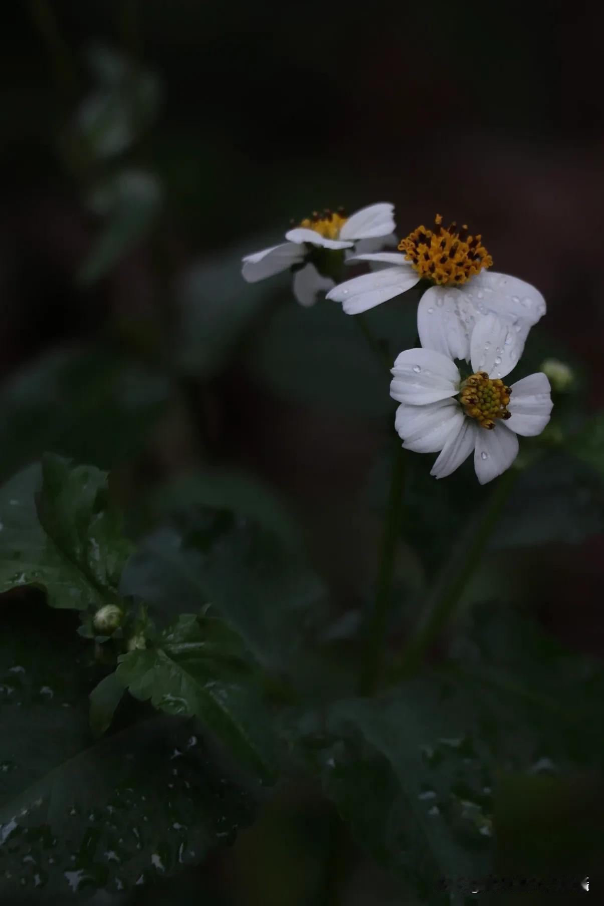 鬼针草，花朵小巧，花瓣呈白色，花蕊为黄色 ，常生长于路边、荒地等地。
在微微细雨