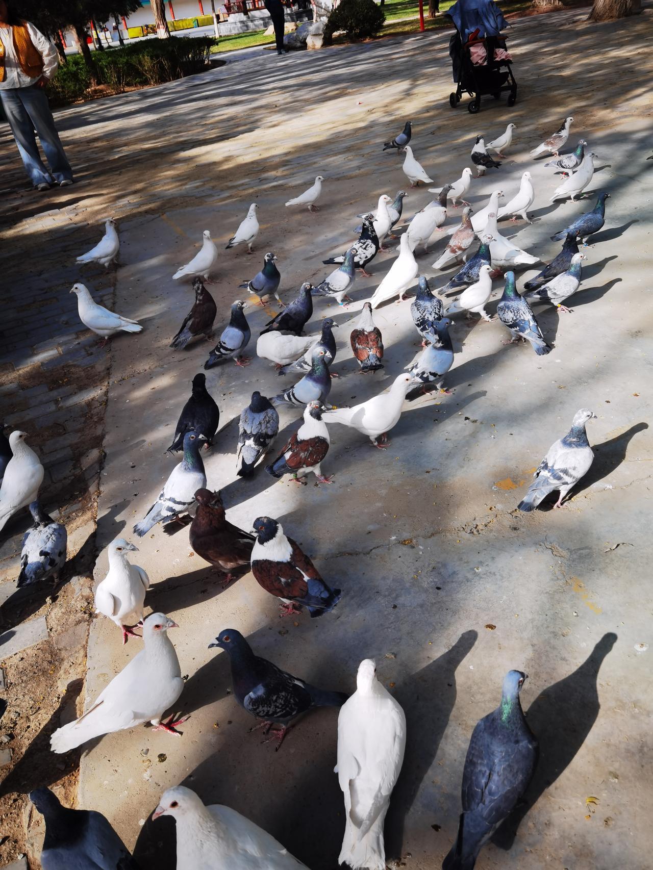 春日逛公园
鸽子在开会
不懂鸽子语
只能拍张照